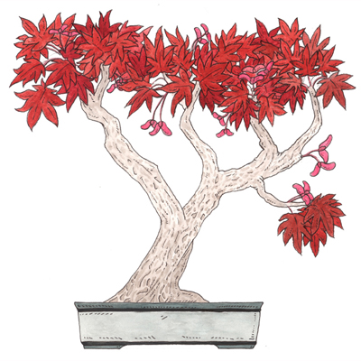 a red-leafed japanese maple tree