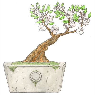 a plum tree bonsaid